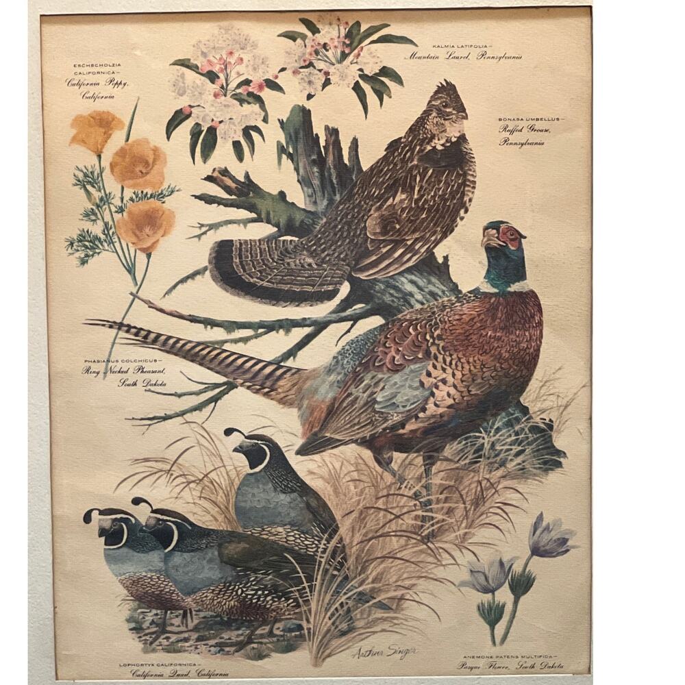 Vtg Pheasant Lithograph Print Arthur Singer Flora Fauna 14x16 Framed Botanical